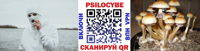 Купить  Белоусово  Псилоцибиновые грибы мицелий 